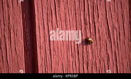 Ladybug crawling on old red wall, letterbox size Stock Photo