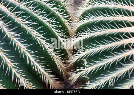 Golden barrel cactuses close-up (Echinocactus grusonii Stock Photo - Alamy