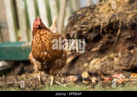 Brown chicken / Brown chicken Stock Photo