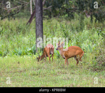 Barking deer in nature Stock Photo