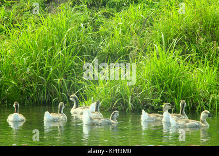 hatch of young white geese swimming on the water Stock Photo