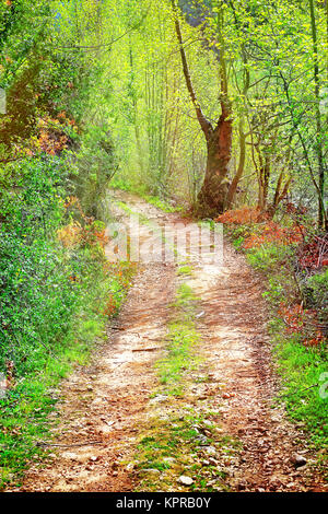 Walkway in secluded deciduous forest Stock Photo