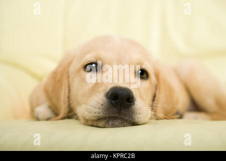 Labrador retriever puppy Stock Photo