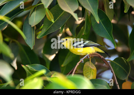 Beautiful common iora or Aegithina tiphia Stock Photo