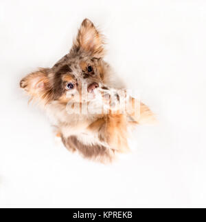 little dog stands on his hind legs and begs Stock Photo