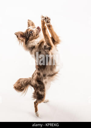 little dog stands on the hind paws and begs - freiestellt- Stock Photo