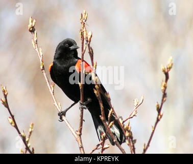 Red Winged Blackbird perched on a budding tree branch in early spring Stock Photo