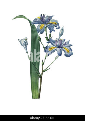 19th-century illustration of a Iris japonica or Japanese iris. Engraving by Pierre-Joseph Redoute. Published in Paris (1827). Stock Photo