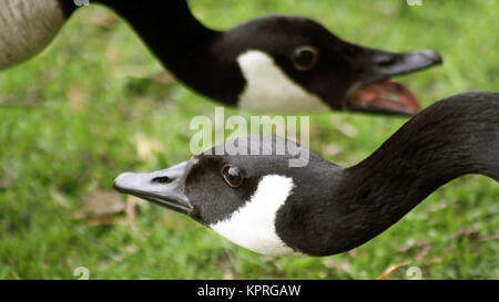 Greeting between two Canada Geese during mating season Stock Photo