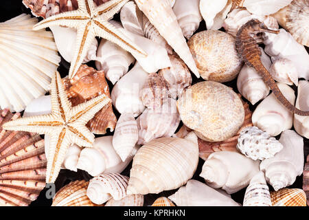 background of various kind of marine sea shells Stock Photo