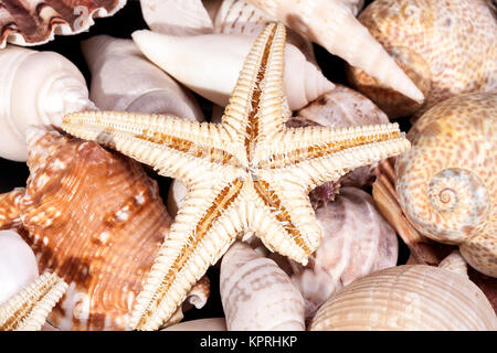 background of various kind of marine sea shells Stock Photo