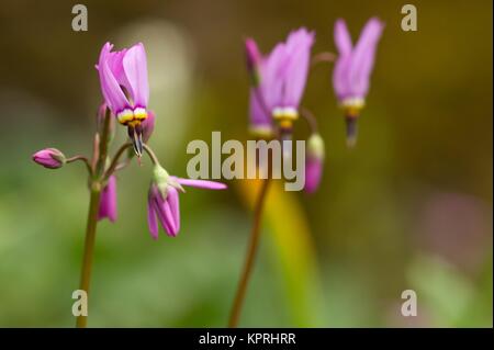 pink godflower / Pink Dodecatheon Stock Photo