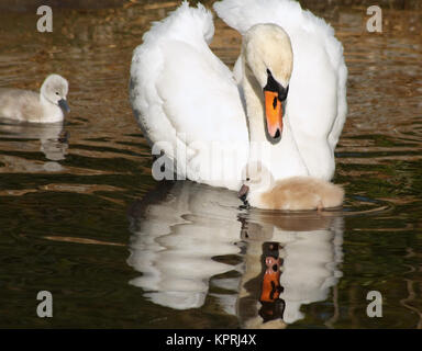 Beautiful baby cygnet mute swan fluffy grey and white chicks ...