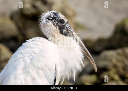 A portrait of a wild stork in Florida, USA. Color Image, Day Stock Photo