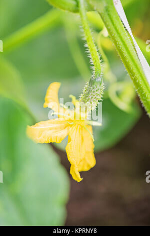 Small cucumber growing Stock Photo
