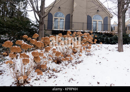 Winter cityscape of brown hydrangea flowers in a snowy yard leading up the hill to a neighborhood home. St Paul Minnesota MN USA Stock Photo