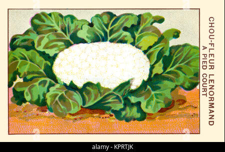 Chou Fleur Stock Photo Alamy