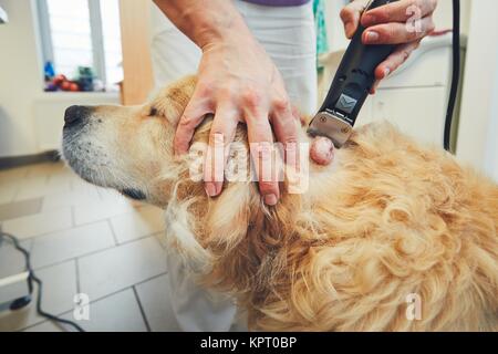 Golden retriever in the animal hospital. Veterinarian preparing the dog for surgery. Stock Photo