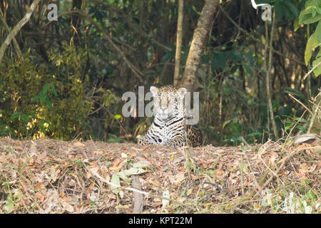 Jaguar on riverbank from Pantanal, Brazil. Wild brazilian feline. Nature and wildlife. Panthera onca Stock Photo