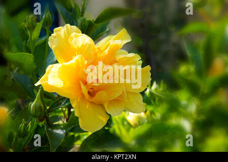 Yellow hibiscus flower over natural green  background .Summer garden. Stock Photo