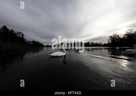 Swans on Bolam Lake, Northumberland, December 2017 Stock Photo