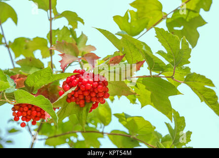 Bunches of red viburnum on the bush Stock Photo