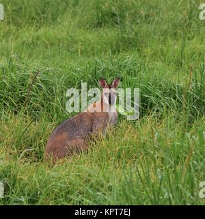 Small kangaroo grazing on a meadow with high grass in New South Wales. Stock Photo