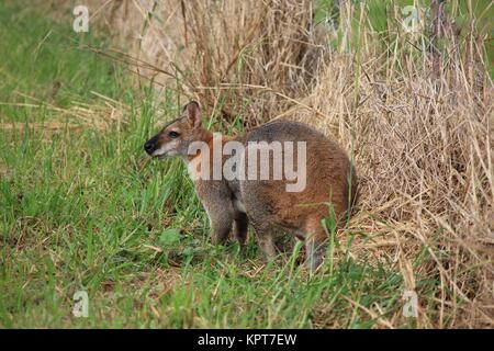 Small kangaroo grazing. Photographed on a farm in New South Wales, Australia. Stock Photo