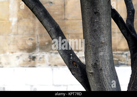 Dark brown tree trunk in nature with a brown and white wall background. Copy space area for nature forest based designs and ideas Stock Photo