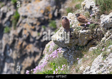 Kestrel pair perched on sea cliffs. Dorset, UK. Stock Photo