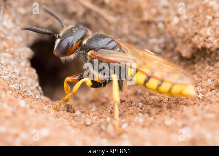 European beewolf (Philanthus triangulum) at nest burrow entrance. Surrey, UK. Stock Photo