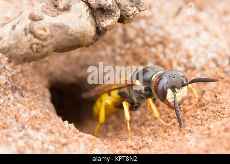 European beewolf (Philanthus triangulum) at nest burrow entrance. Surrey, UK. Stock Photo