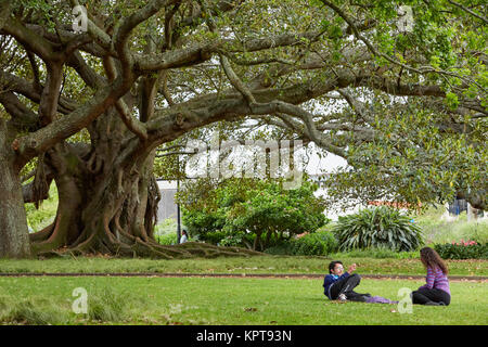 Moreton Bay Fig (Australian Banyan) (Ficus Macrophylla), Albert Park, Auckland, New Zealand Stock Photo