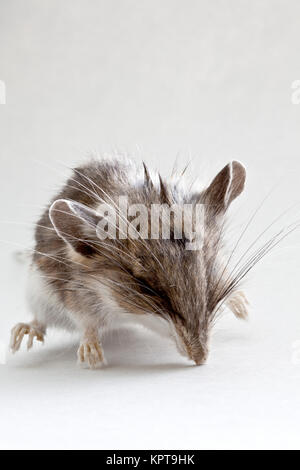 Immature  dead field mouse 'Peromyscus californicus'. Stock Photo