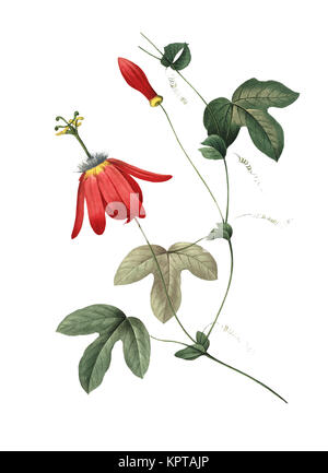19th-century illustration of a Passiflora racemosa (red passion flower). Engraving by Pierre-Joseph Redoute. Published in Choix Des Plus Belles Fleurs
