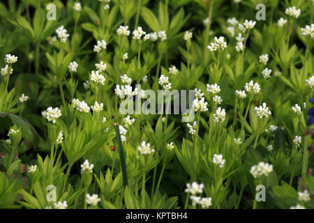 Waldmeister, Wohlriechendes Labkraut (Galium odoratum, Asperula odorata) Stock Photo