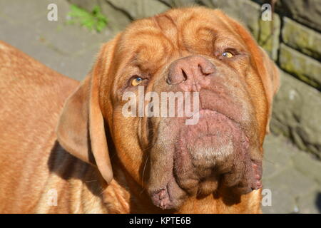 Bordeaux dog Stock Photo