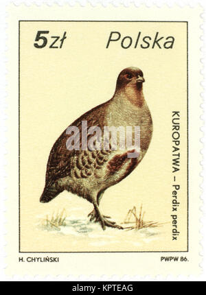 POLAND - CIRCA 1986: A stamp printed by Poland shows Grey partridge - perdix perdix, circa 1986 Stock Photo