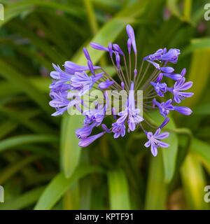 Blue jewelry (Agapanthus africanus), inflorescence, North Rhine-Westphalia,  Germany Stock Photo - Alamy