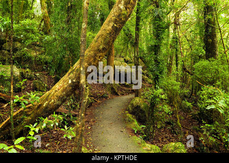 The trail leading to Best Of All Lookout in the Scenic Rim, Queensland. Stock Photo