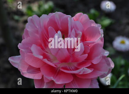 Pink Tulip Double Late Angelique Stock Photo