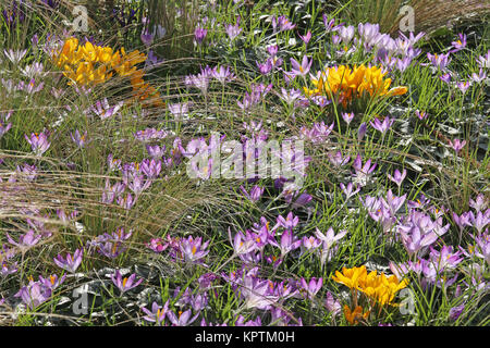 crocuses in golden yellow and delicate violet Stock Photo