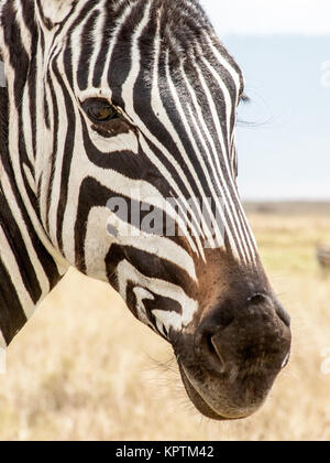 Portrait of a Zebra Stock Photo
