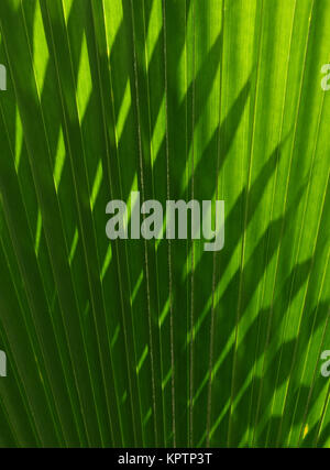 Shadows on a palm leaf Stock Photo