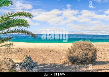 green palm on Playa de Papagayo beach in Lanzarote Stock Photo