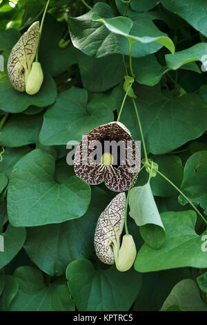 Aristolochia littoralis Stock Photo