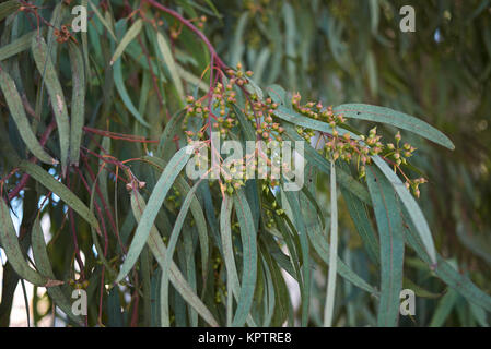 Eucalyptus Stock Photo