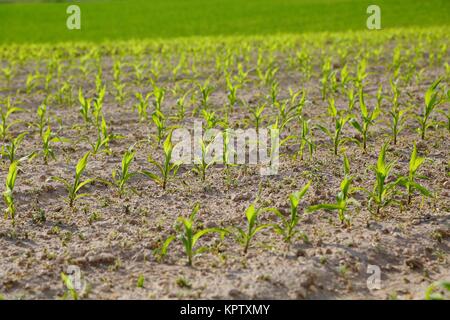 Agricultural field with plants Stock Photo