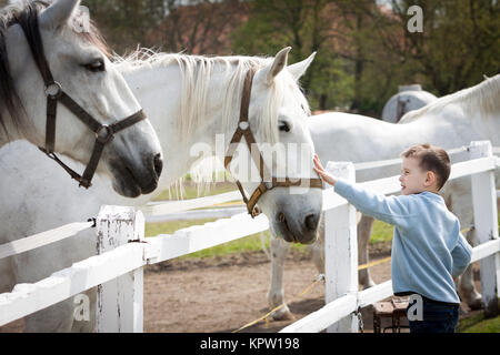 White horses with boy and soft touch Stock Photo
