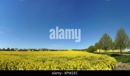 Rapeseed field in spring Stock Photo